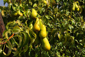 Image showing pear trees laden with fruit in an orchard in the sun