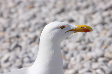 Image showing portrait of a seagull on shingle beach