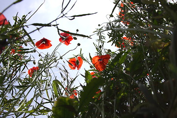 Image showing Poppies in perspective against a background of blue sky