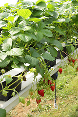 Image showing culture in a greenhouse strawberry and strawberries