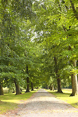 Image showing tree-lined road in the spring in the countryside