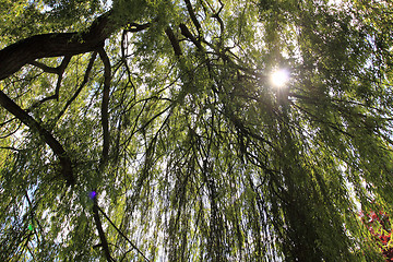 Image showing large trees in the garden of Monet at Giverny