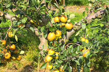 Image showing apple trees loaded with apples in an orchard in summer