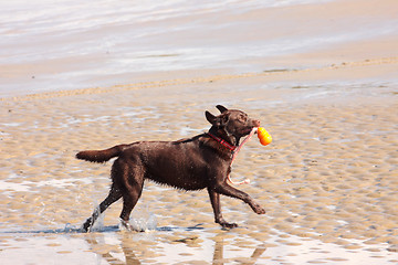 Image showing brown labrador playing on a sandy beach