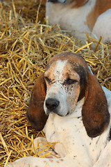 Image showing head of an old hunting dog face covered with scars