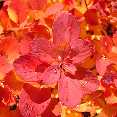 Image showing Red leaves background