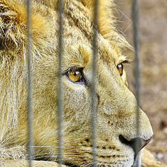 Image showing  Lion in the Zoo