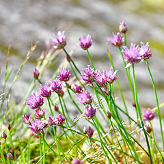 Image showing  wild flowers