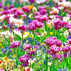 Image showing  Meadow with fowers