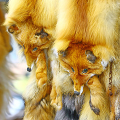 Image showing  Fox fur collar sold in shop