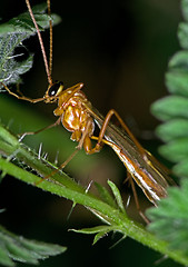 Image showing Insect on a leaf