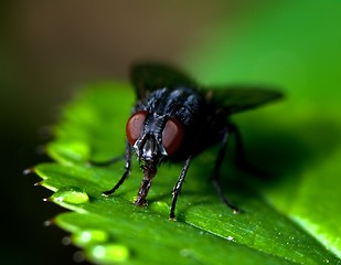 Image showing Fly on a leaf