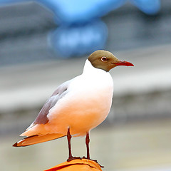 Image showing  Seagull sits on the shore