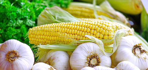 Image showing  Corn and garlic