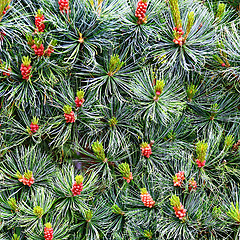Image showing  Pine with Cones natural background