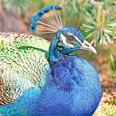 Image showing  Peacock