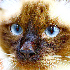 Image showing  The cat with blue eyes