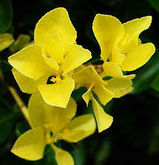 Image showing Yellow plant