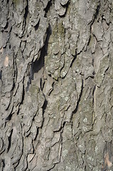 Image showing Bark of a tree