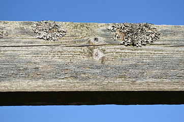 Image showing Old plank with lichen