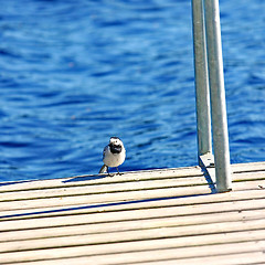 Image showing  Little bird 