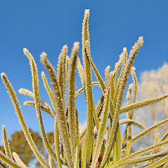 Image showing Frost on Pine