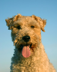 Image showing fox terrier