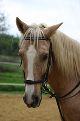 Image showing palomino