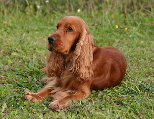 Image showing cocker spaniel