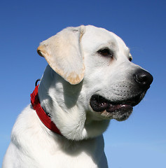 Image showing labrador retriever