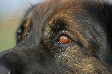 Image showing eyes of leonberger