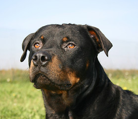 Image showing rottweiler