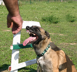 Image showing biting malinois