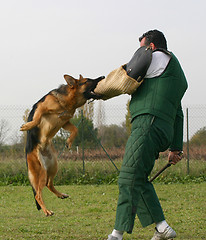 Image showing german shepherd in attack