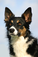 Image showing border collie