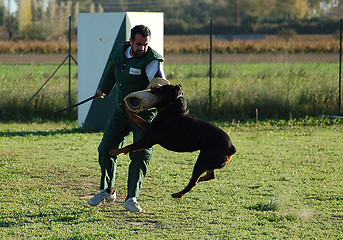 Image showing rottweiler in attack