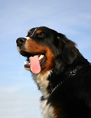 Image showing bernese mountain dog