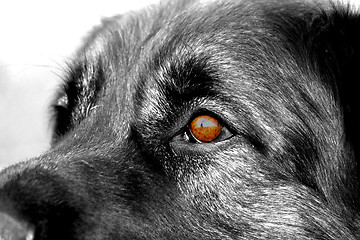 Image showing eyes of leonberger