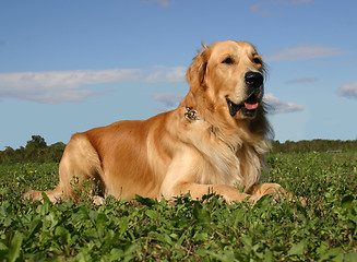 Image showing golden retriever