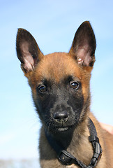 Image showing puppy malinois