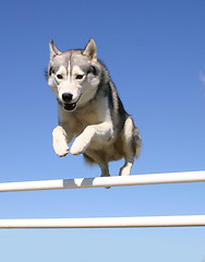 Image showing jumping husky