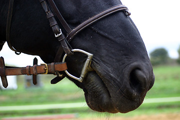 Image showing bit and head of horse