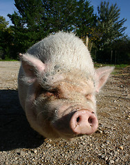 Image showing pink pig