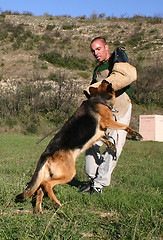 Image showing german shepherd in attack