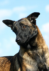 Image showing malinois