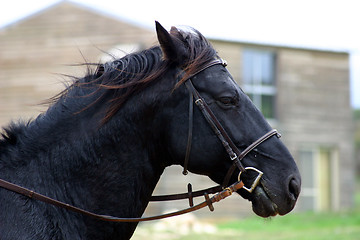 Image showing bit and head of horse