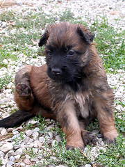 Image showing puppy malinois