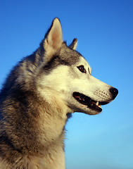 Image showing siberian husky