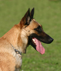 Image showing malinois