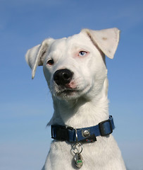 Image showing jack russel terrier